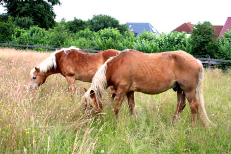 Die Vergleichspferde nach dem Test. Kein Unterschied erkennbar