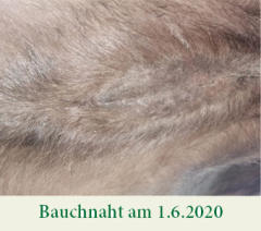Geschlossene Bauchnaht am 1.6.2020