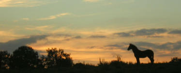 Die 360° Sommerekzem - Methode