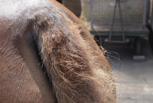 Pferd mit mittlerem Sommerekzem