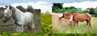 Sommerekzem Vorher und Nachher