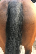 Pferd mit leichtem Sommerekzem