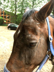 Pferdekopf mit starkem Sommerekzem