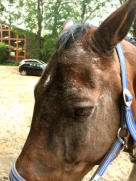 Pferdekopf mit starkem Sommerekzem