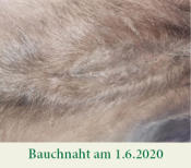 Geschlossene Bauchnaht am 1.6.2020