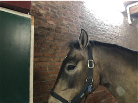 Don vom Sommerekzem gezeichnet