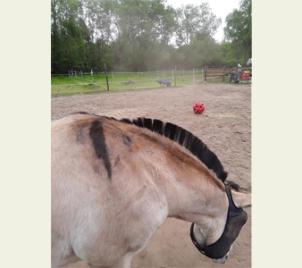 Ekzempferd mit starken Abschürfungen und Kopfschutz