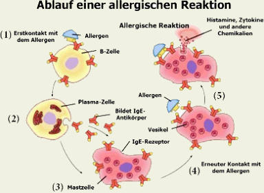 Ablauf einer allergischen Reaktion