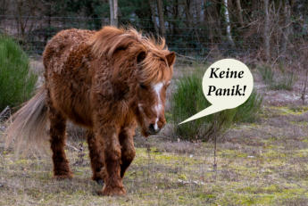 Auch bei starkem Cushing ist Panik nicht angebracht