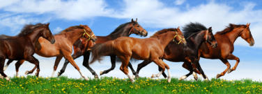 Gesunde Pferde im Gallop