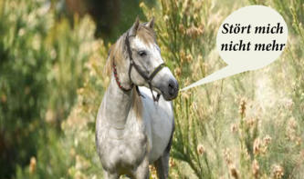 Pferd dem Pollen nichts mahr anhaben können