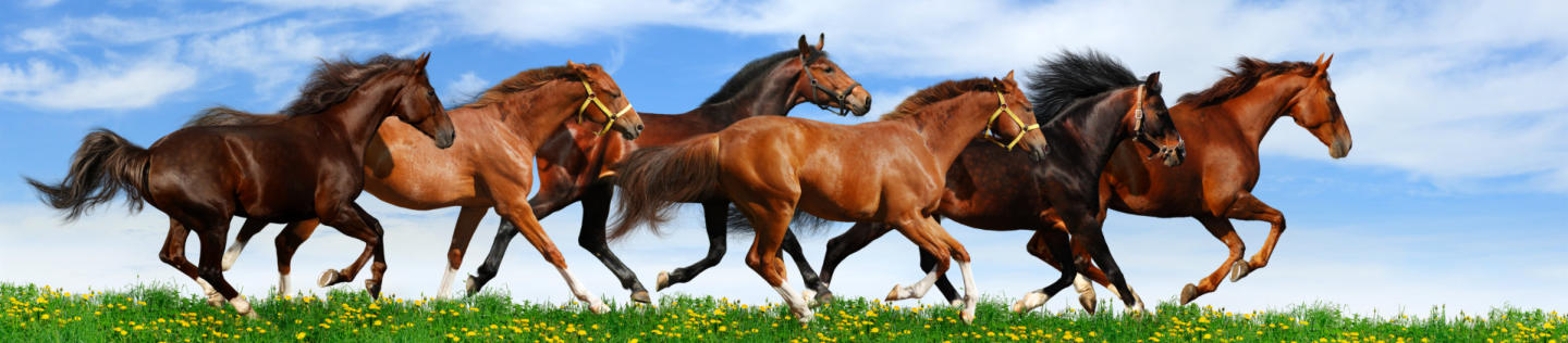 Gesunde Pferde im Gallop