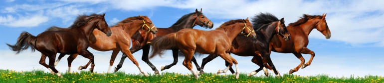 Gesunde Pferde im Gallop