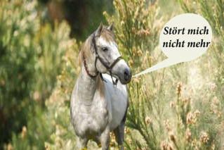 Pferd dem Pollen nichts mahr anhaben können