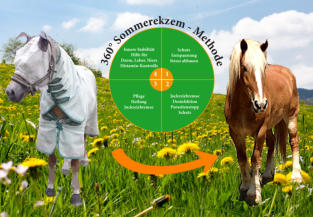 Ein und dasselbe Pferd vor und nach der Anwendung der 360° Sommerekzem-Methode