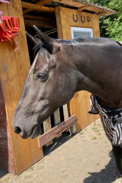 Das Sommerekzem ist verschwunden