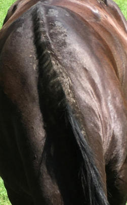 Pferd mit starkem Sommerekzem