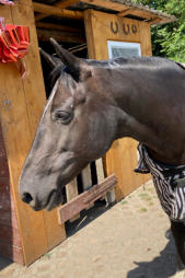 Das Sommerekzem ist verschwunden