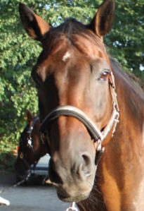 Pferdekopf vom Sommerekzem befreit