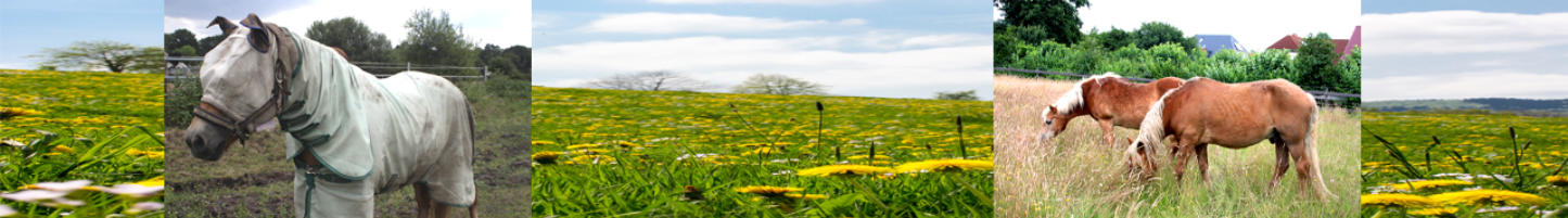 Sommerekzem Vorher und Nachher