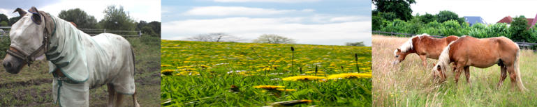 Sommerekzem Vorher und Nachher