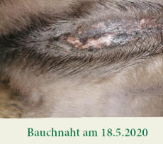 Offene Bauchnaht am 18.5.2020