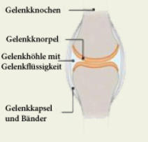 Gesundes Gelenk