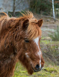 Pferd mit starkem Cushung-Syndrom