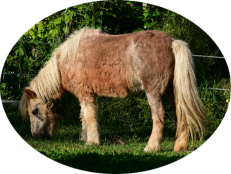 Pferd mit dem Equinen Cushing Syndrom