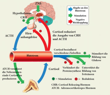 Cortisol-Regelkreis im Detail