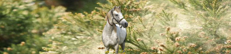 Pferd durch umherfliegende Pollen gefährdet